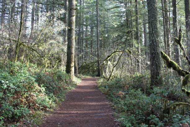 Silver Falls waterfalls and nature area Hiking trails near waterfalls, river and wooded area Oregon Timber Trail 