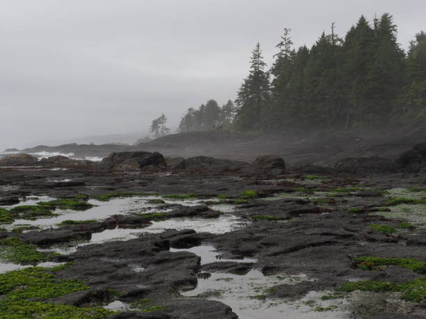 Tide pools on rocky shore with trees and mist by the Pacific Ocean A wet intertidal zone with rocky shore and trees. Taken on the south coast of Vancouver Island, between Victoria and Port Renfrew, along the Pacific Marine Circle Route / Spirit Loop. Vancouver Island Circle Route stock pictures, royalty-free photos & images