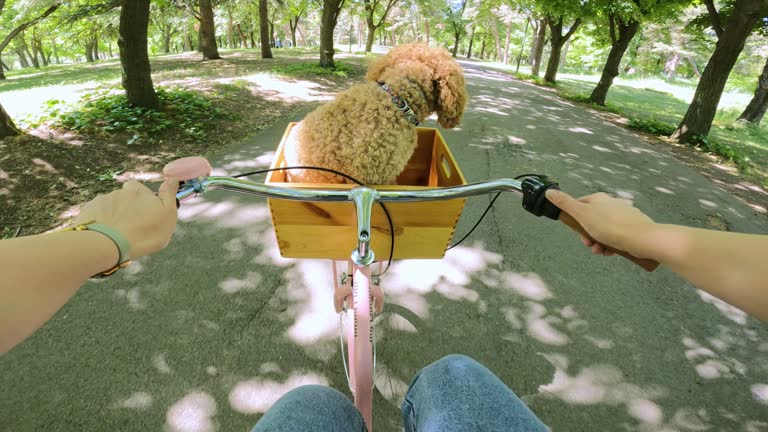 Stylish Bike Baskets and Bags for Everyday Rides
